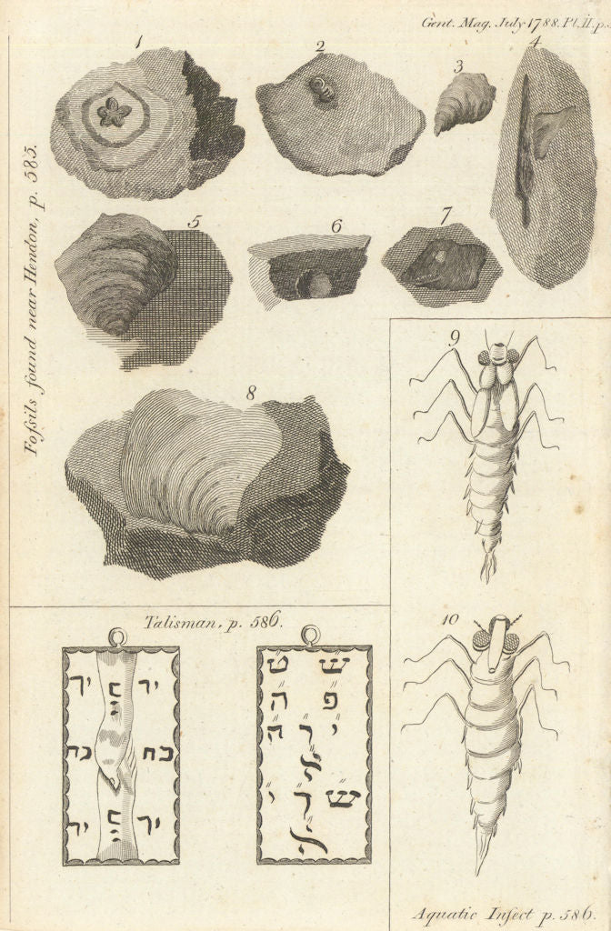 Middlesex Fossils. Dragon Fly. Hebrew Inscription found at Dulwich College 1788